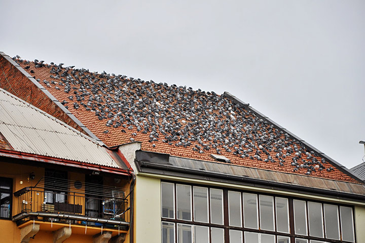 A2B Pest Control are able to install spikes to deter birds from roofs in Brighouse. 