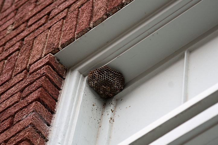 We provide a wasp nest removal service for domestic and commercial properties in Brighouse.